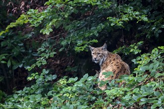 Lynx hiding in the animal enclosure