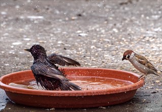 Bathing common starling