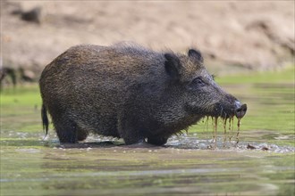 Wild boar
