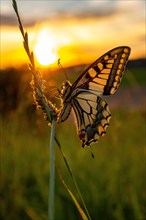 Butterfly swallowtail