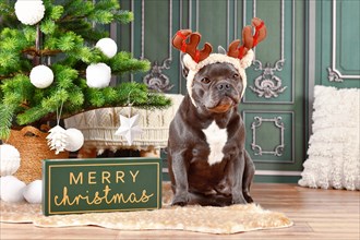 Black French Bulldog dog with reindeer costume antlers sitting next to Christmas tree