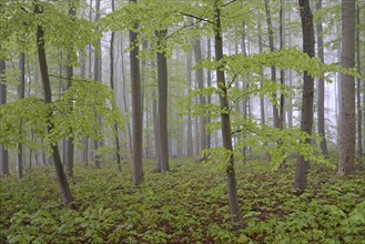 Deciduous forest with natural regeneration in spring with fog