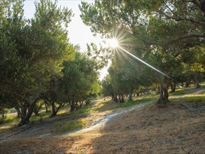 Olive trees in the sunlight