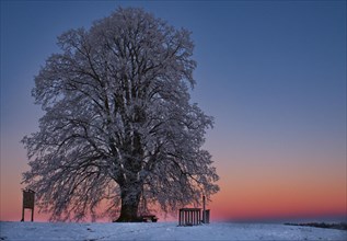 Large-leaved linden in winter shortly after sunset near Seibranz in Allgaeu