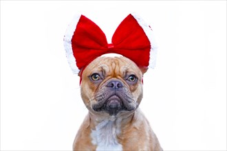 Young red fawn French Bulldog dog wearing big red Christmas ribbon on head isolated on white background