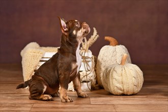 New Schade Mocca Orange Tan colored French Bulldog puppy with seasonal autumn pumpkin decoration
