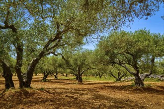 Landscape of old olive trees