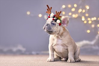 Festive French Bulldog dog puppy wearing a seasonal Christmas reindeer antler headband with autumn berries sitting in front of gray wall with chain of lights