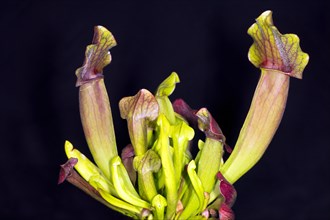 Tubular carnivorous plant