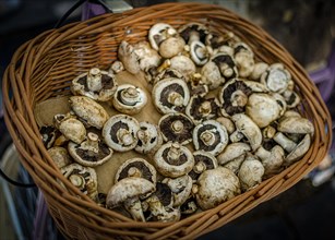 Portobello mushrooms closeup on a basket