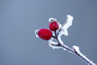 Hoarfrost on branch with rosehip