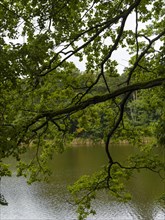 Bony branches and green foliage above the lake