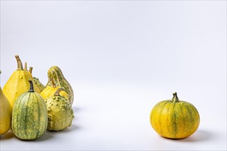 Various ornamental pumpkins