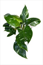 Top view of tropical 'Philodendron White Princess' houseplant with white variegation with spots in front of white background