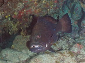 Black grouper
