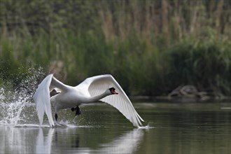 Mute Swan