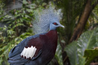 Sclater's crowned pigeon