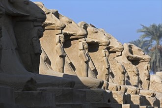 Dromos with row of ram-headed sphinxes at the Karnak Temple Complex near Luxor in Egypt