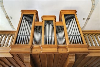 The organ