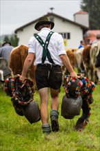 Alpine herdsman carrying cow bells