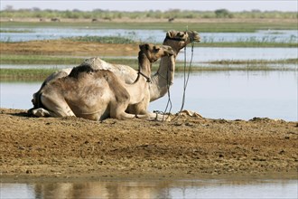 Two dromedary camels