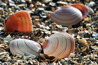 Baltic tellin shells