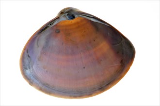 Rayed trough shell