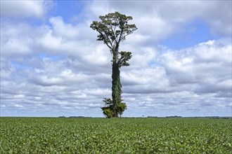 Soybean field with big solitary tree