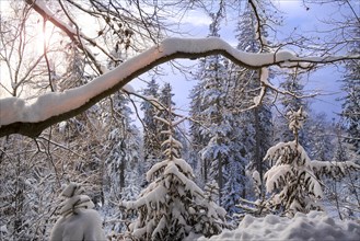 Tree branch laden with snow in coniferous spruce forest in winter at sunset