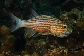 View from the side of largetoothed cardinalfish