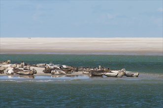Seals resting and sunbathing on a sandbank