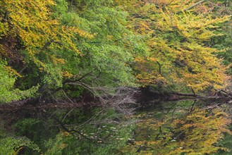 Foliage showing autumn colours along Lake Hertha