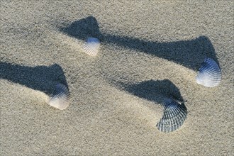 Shadows of sand ridges behind cockle shells