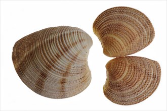 Striped Venus shells