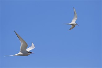 Two Arctic terns