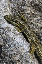 Carpetane rock lizard