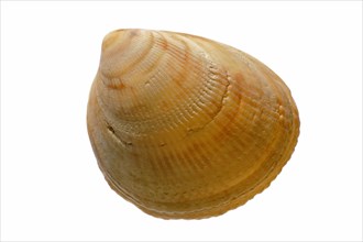 Smooth cockle