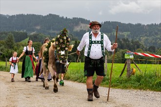 Alpine herdsman leading wreathed cow
