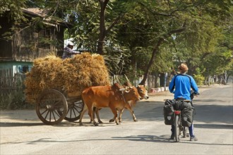 Western tourist riding touring bicycle waiting for wooden cart loaded with hay pulled by two zebus
