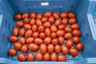 Plastic crate with red tomatoes