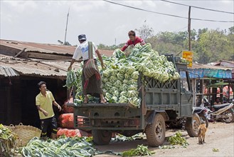 Burmese men unloading truck with cabbages in the town Aungban in the Kalaw Township