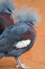 Southern crowned pigeon