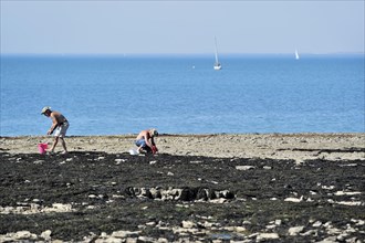 Men with buckets looking for oysters and shellfish among rocks on the beach in summer on the island Ile de Re