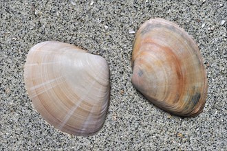 Rayed trough shells