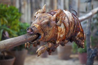 Roasting a piglet on the spit in an open air bar in Trinidad