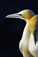 Courting Northern Gannet