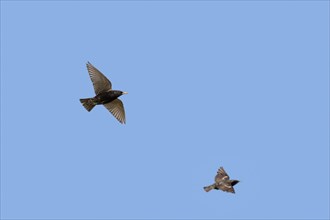 Two common starlings