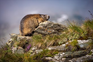 Animal portrait of a marmot resting on a rock in its natural habitat