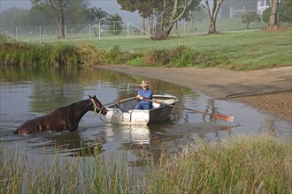 Trainer in rowboat takes race horse for an early morning swim in the Clarence River