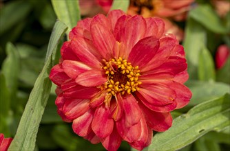 Garden dahlia